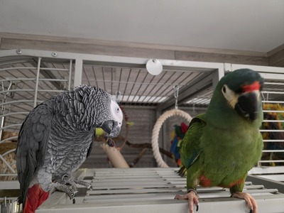 Graupapagei - männlich