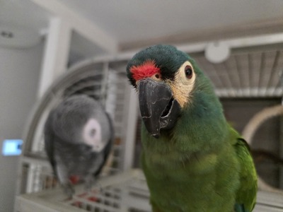 Graupapagei - männlich