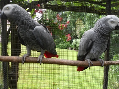 Graupapagei - unbekannt