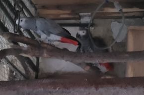 Graupapageien, Graupapagei - unbekannt