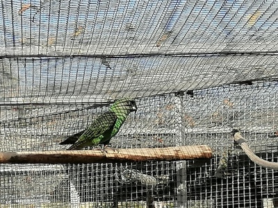 Grüner Kongopapagei, Rotsteißpapageien - unbekannt