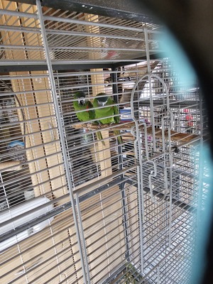 Hahns Zwergara, Ara - unbekannt