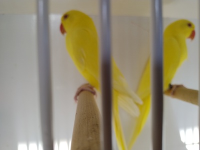 Halsbandsittich - unbekannt