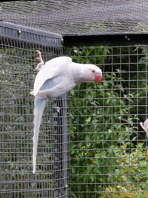 Halsbandsittich - weiblich