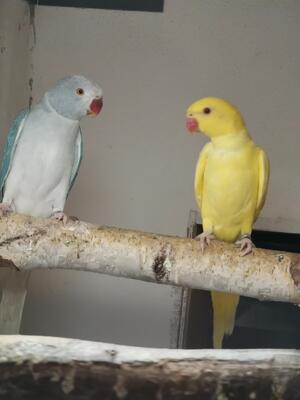 Halsbandsittich - weiblich