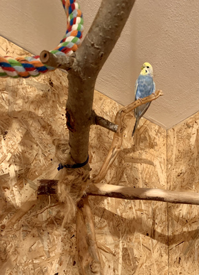 Hansi Happy & Peppi, Wellensittich - weiblich