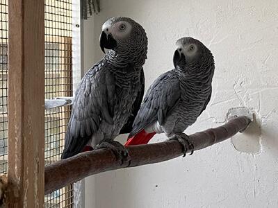 Hugo und Emma, Kongo Graupapagei - unbekannt