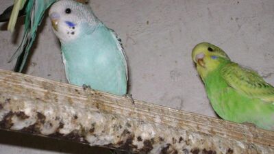 Jungwellensittiche, Wellensittich Jungtier - unbekannt