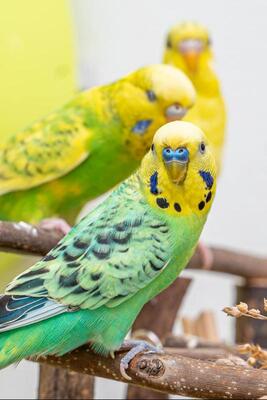 Karlie, Liesl & Vroni, Pflegestelle in 85586 Poing - männlich