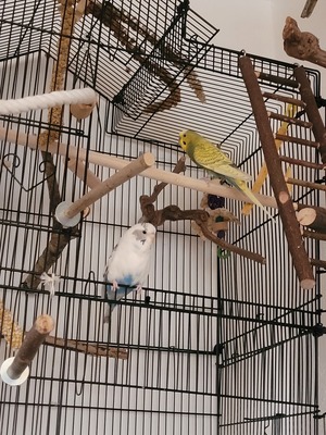 Keine Namen, Wellensittich Jungtier - männlich