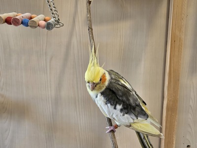 Kiki, Nymphensittich - weiblich