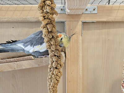 Kiki, Nymphensittich - weiblich