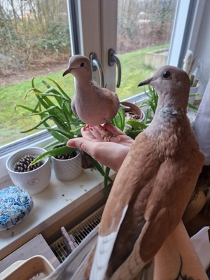 Lachtauben Jungtier - unbekannt