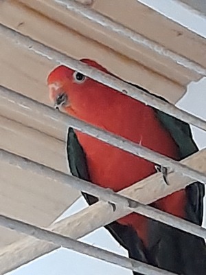 Lara und Larry