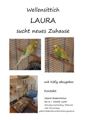 Laura, Wellensittich - weiblich