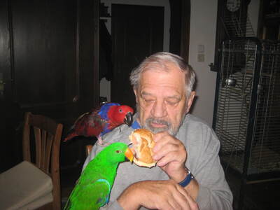 Max reserviert für johann, Neuguinea-Edelpapageien - männlich