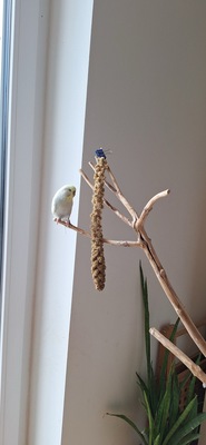 Mike, Wellensittich - männlich