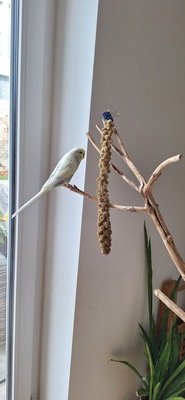 Mike, Wellensittich - männlich