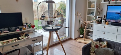 Mike, Wellensittich - männlich