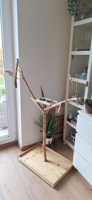 Mike, Wellensittich - männlich