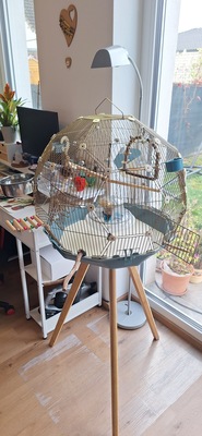 Mike, Wellensittich - männlich