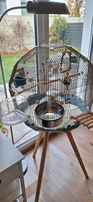 Mike, Wellensittich - männlich