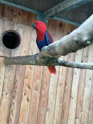 Neuguinea-Edelpapageien Jungtier - weiblich