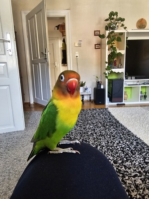 Non name, Rosenköpfchen - männlich