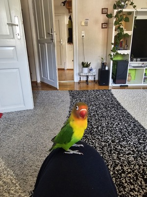 Non name, Rosenköpfchen - männlich