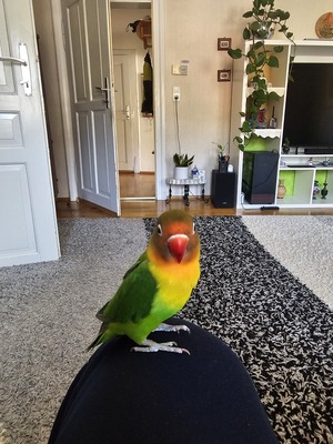 Non name, Rosenköpfchen - männlich