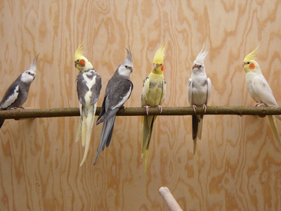 Nymphensittich Jungtier - unbekannt