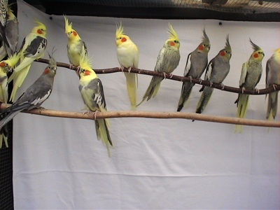 Nymphensittich Jungtier - unbekannt