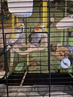 Nymphensittich Jungtier - unbekannt