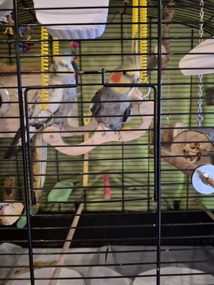 Nymphensittich Jungtier - unbekannt