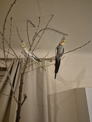 Nymphensittich Jungtier - unbekannt