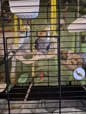 Nymphensittich Jungtier - unbekannt