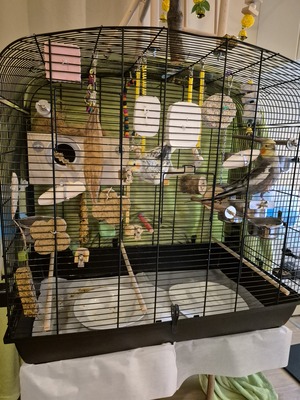 Nymphensittich Jungtier - unbekannt