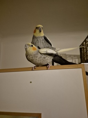 Nymphensittich Jungtier - unbekannt