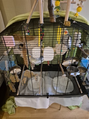 Nymphensittich Jungtier - unbekannt