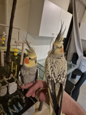 Nymphensittich Jungtier - unbekannt