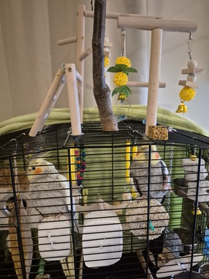 Nymphensittich Jungtier - unbekannt