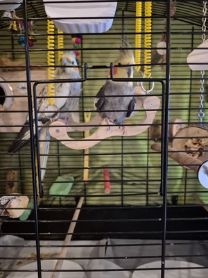 Nymphensittich Jungtier - unbekannt