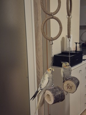 Nymphensittich Jungtier - unbekannt