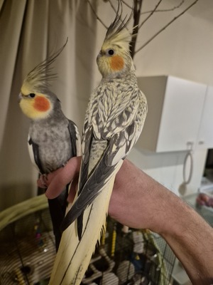 Nymphensittich Jungtier - unbekannt