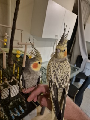 Nymphensittich Jungtier - unbekannt