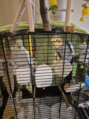 Nymphensittich Jungtier - unbekannt