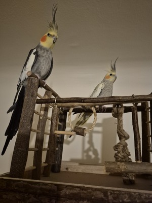 Nymphensittich Jungtier - unbekannt