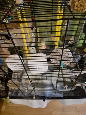 Nymphensittich Jungtier - unbekannt