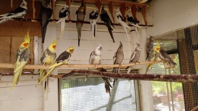 Nymphensittich - unbekannt