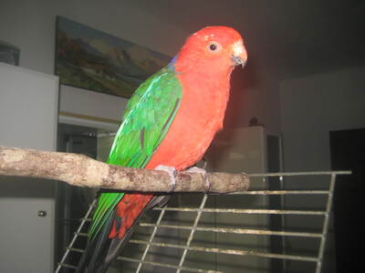 Oskar, Königssittich - männlich